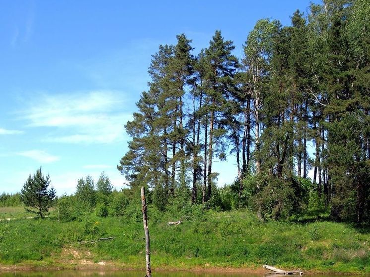 Человеческие останки нашли грибники в подмосковных лесах