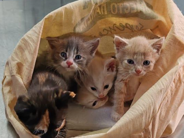 В Клину спасли котят, которых хозяйка оставила умирать на рельсах