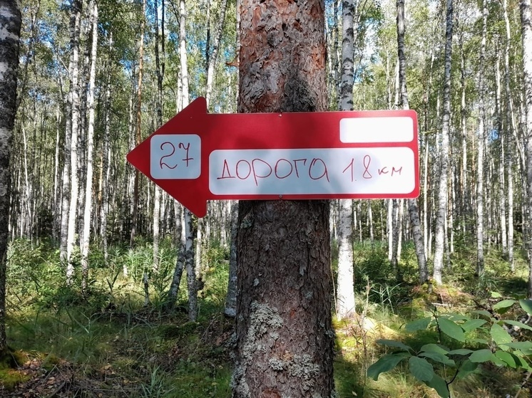 «Стрелки спасения» устанавливают в лесах Вологодской области
