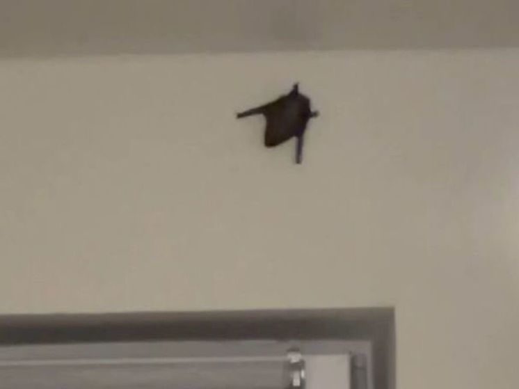 Летучая мышь заглянула в одну из квартир Подмосковья