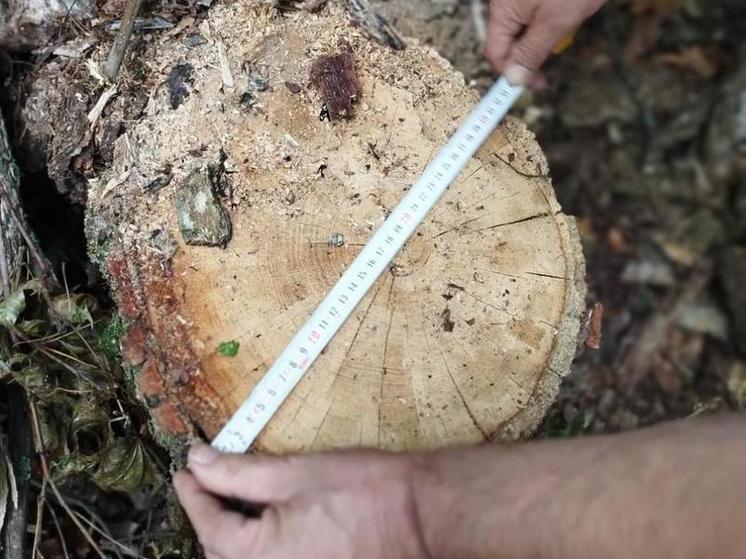 В Пензенской области выявили незаконную вырубку деревьев