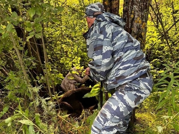Полицейский со служебной собакой нашел обессилевшую заблудившуюся вологжанку