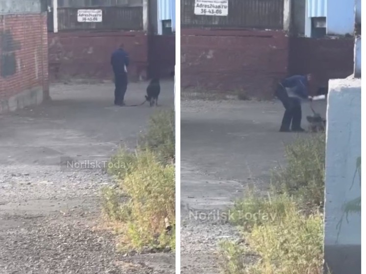 В Норильске мужчина жестоко избил собаку на улице