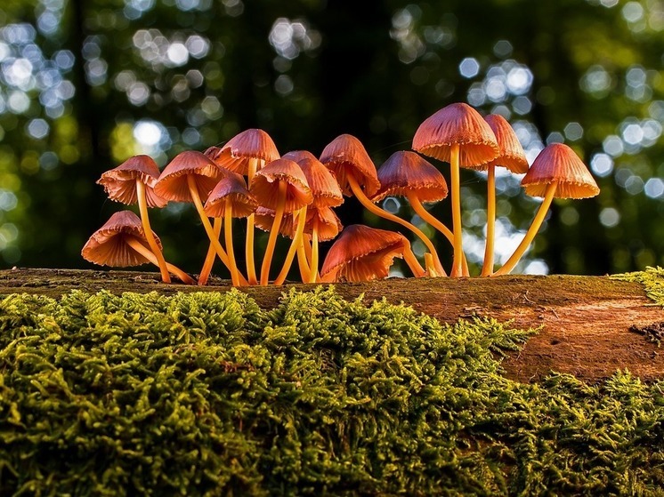 Грибник раскрыл новые секреты тихой охоты