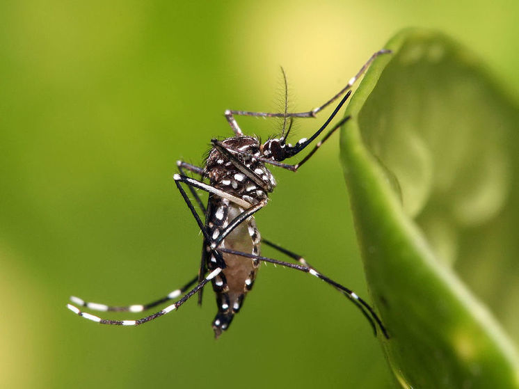 Mosquito suppresses human immunity