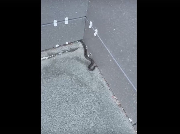 Змея заползла в дом на Кукковке в Петрозаводске