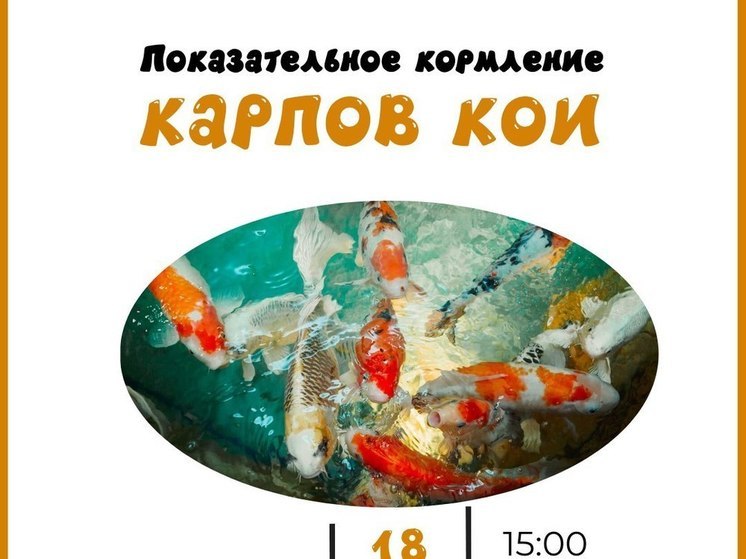 Сахалинский зоопарк приглашает на свидание с карпами кои