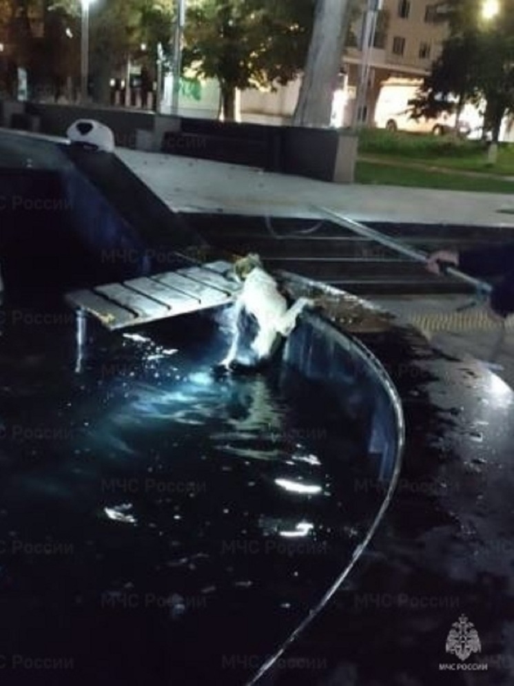 В Орле в фонтане едва не утонула собака