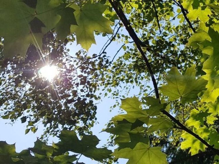 С возвращением тепла в лесах повышается класс пожарной опасности