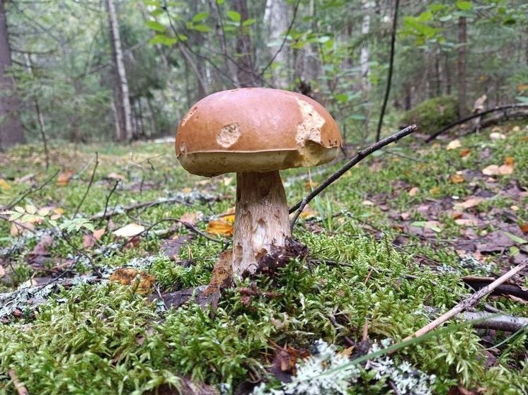 Лесничие вывели из леса в Подмосковье троих заблудившихся грибников