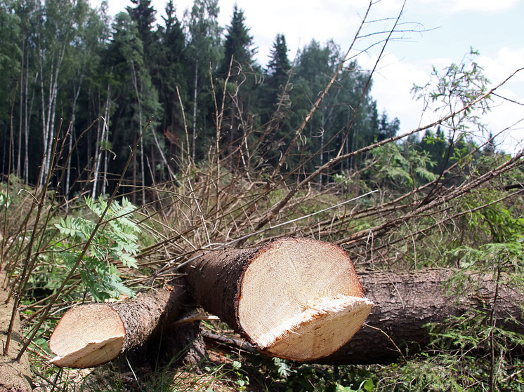 В Подмосковье вынесли приговоры экс-начальству лесного хозяйства