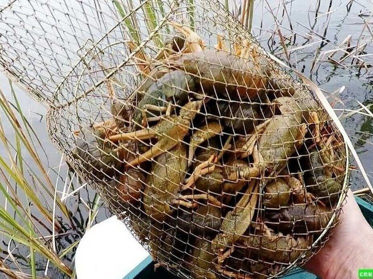 Уголовное дело завели на нижегородца за ловлю раков в Чувашии