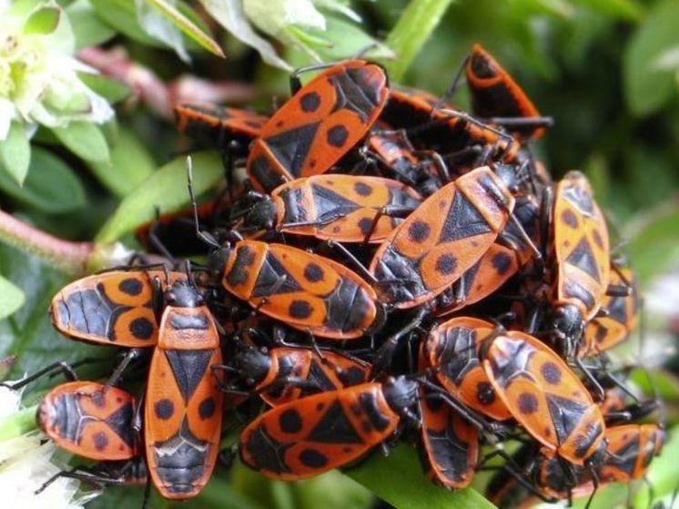 Клопы-солдатики атакуют дачные участки жителей Подмосковья