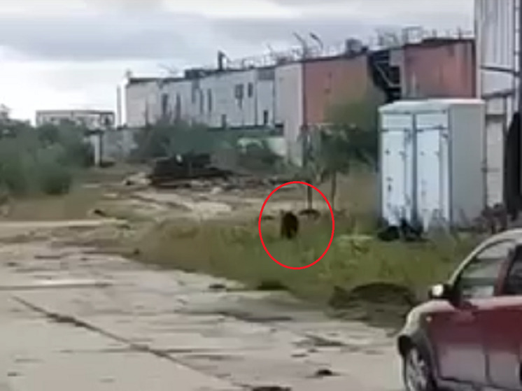 «Ждут, когда ребенка загрызет»: гуляющий по Надыму медведь пугает северян