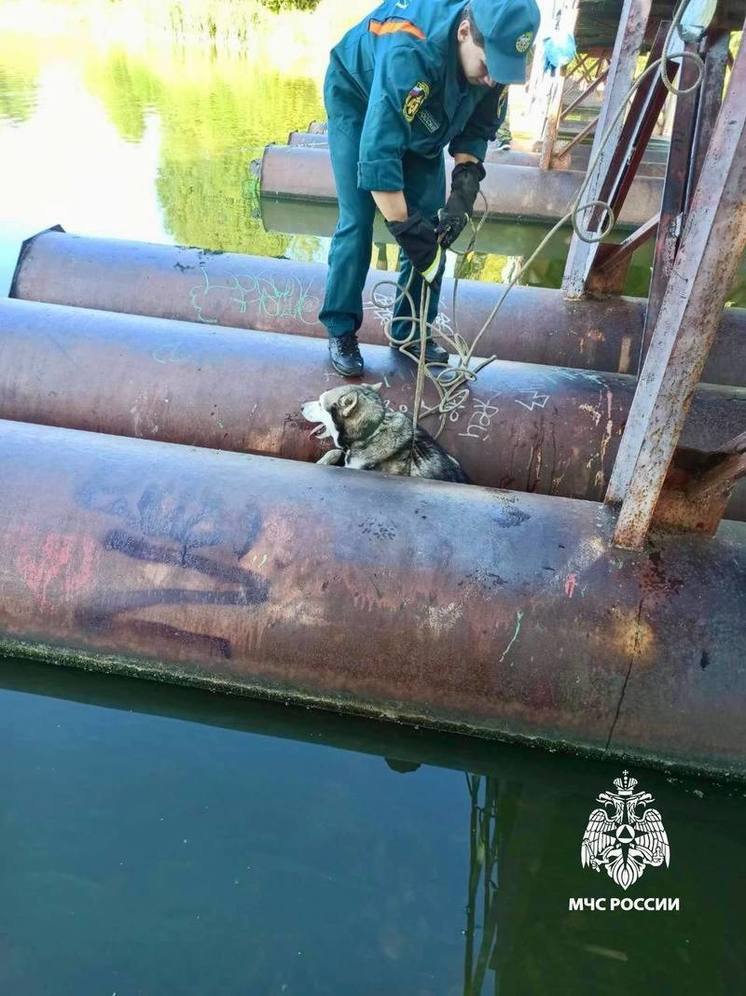 В Тверской области сотрудники МЧС спасли застрявшего между трубами пса