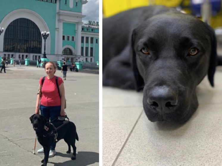 За гибель собаки в троллейбусе никого не накажут: дело закрыто