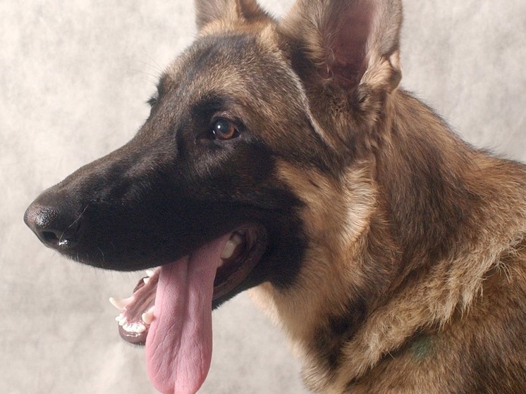 В Лобне овчарку 6 дней держат в запертой в квартире без воды и еды