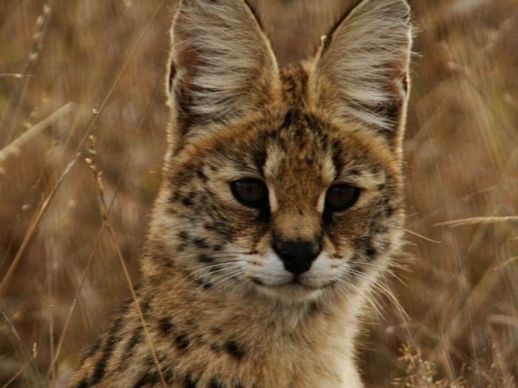 В Чехове заметили одиноко гуляющего сервала