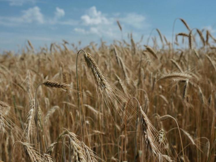 Синоптики 18 августа предсказывают в Смоленске облачную погоду