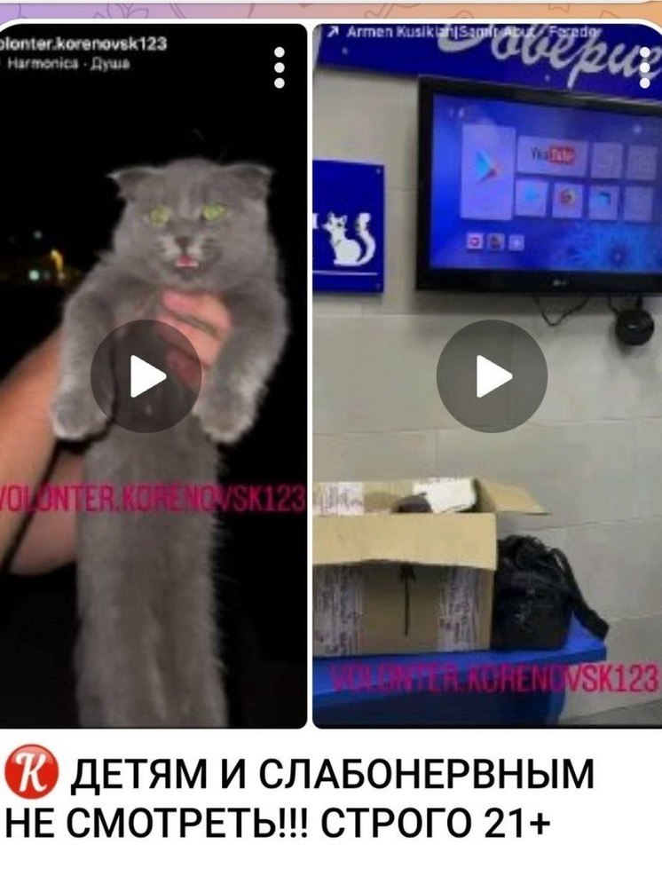 Полиция назначила проверку информации о жестоком обращении с котом в Кореновске