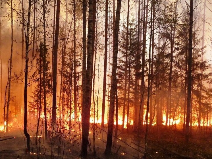 В Запорожской области рассказали, как удается предотвратить лесные пожары