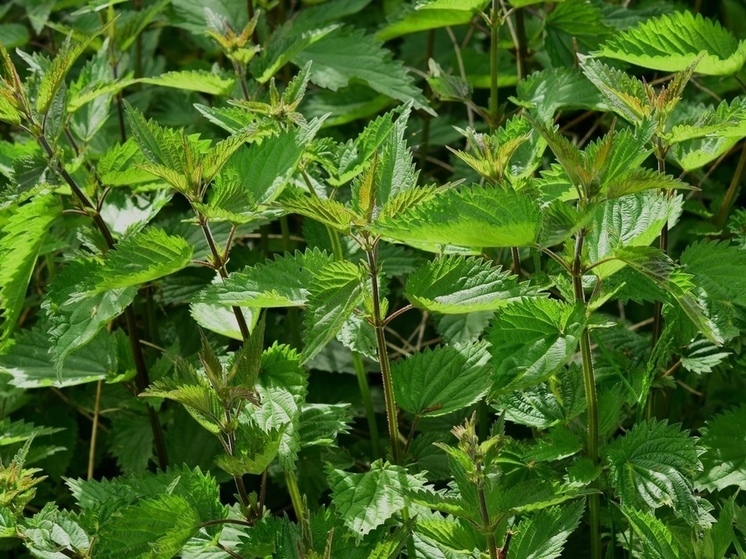 Жительница Карелии заплатит штраф за заросший сорняками участок