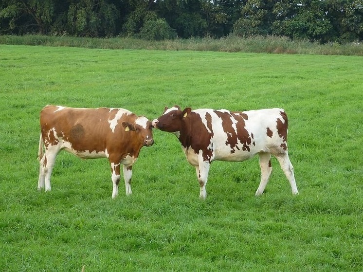 В Ясиноватой планируют развивать животноводство