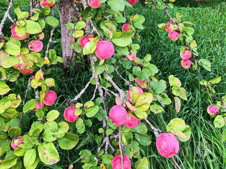 В районах Смоленской области 19 августа ожидается гроза