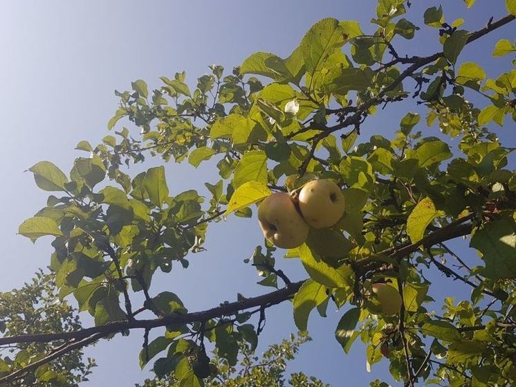 Неделя в Подмосковье стартует с погоды на 5° выше нормы климата