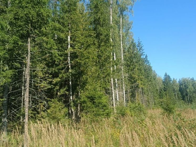 В Подмосковье класс пожарной опасности подрос до 3 уровня