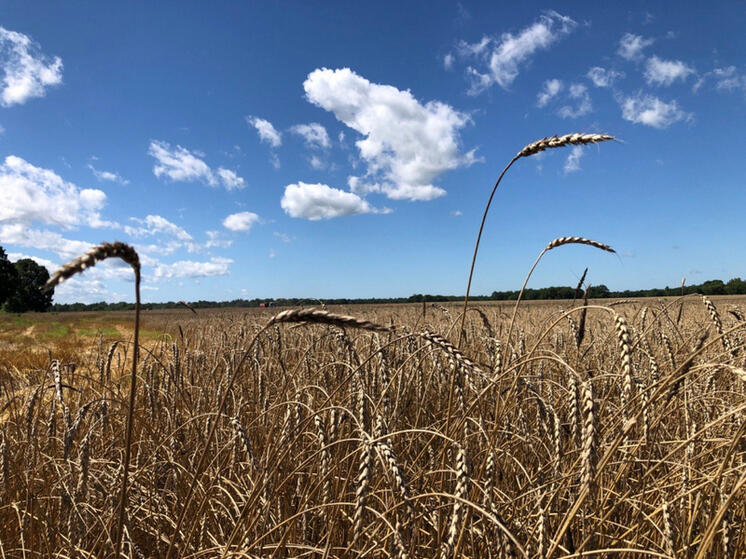 В Хабаровском крае аграрии могут купить элитные семена с субсидией