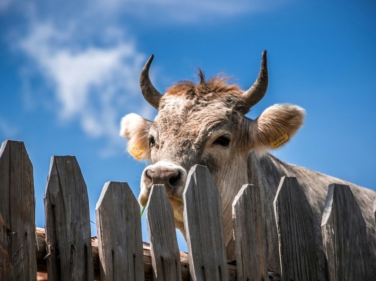 В ЛНР предприятия по разведению крупного рогатого скота работали с нарушениями