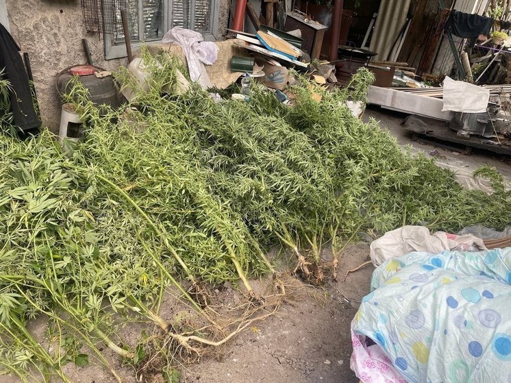 В Донецке у наркоплантатора изъяли 39 кустов конопли