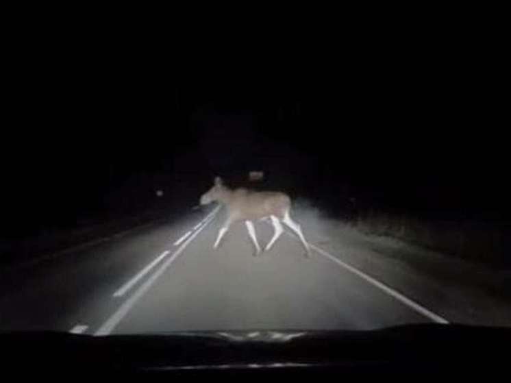 Водителей предупредили: у лосей начинается период гона