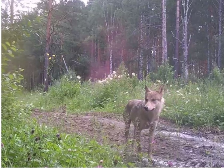 В Челябинской области прогулки молодого волка засняли на фотоловушку