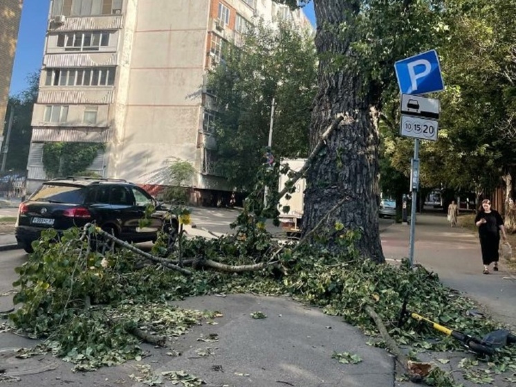 В Ростове огромное дерево обвалилось на тротуар