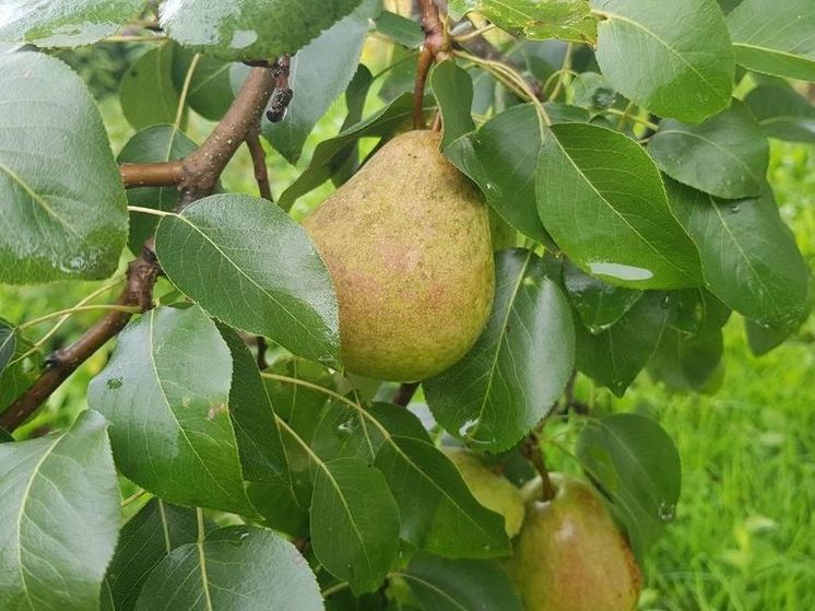 На юге Подмосковья дожди вероятны в первой половине дня