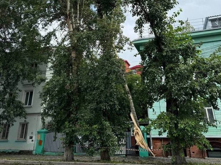 Жители Томска жалуются на повисшее над дорогой дерево