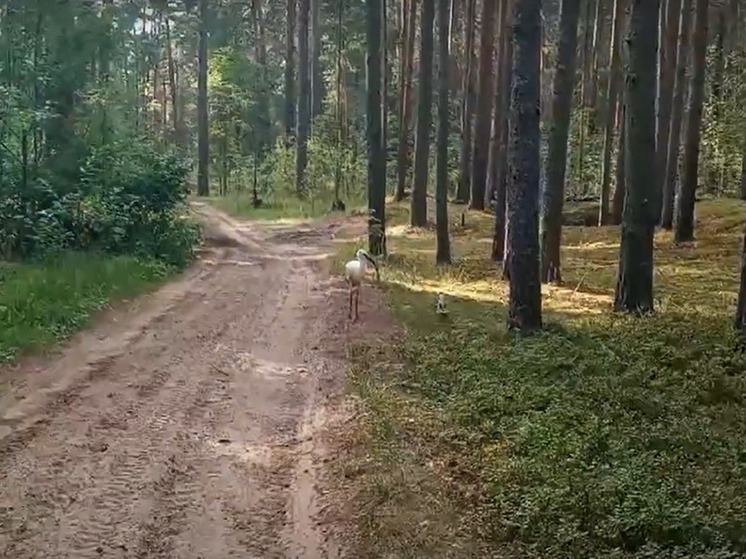 В Тверской области возле усадьбы Сердюкова сняли на видео бесстрашного аиста