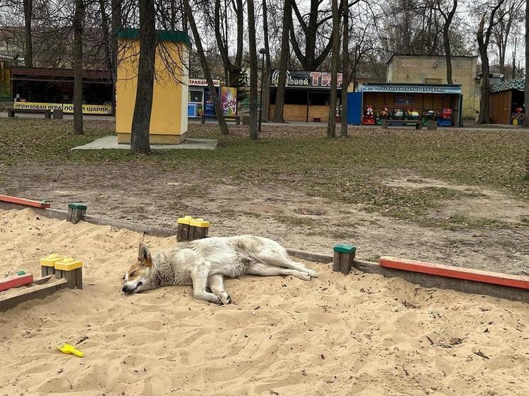 Брянская прокуратура потребовала лучше следить за бродячими животными