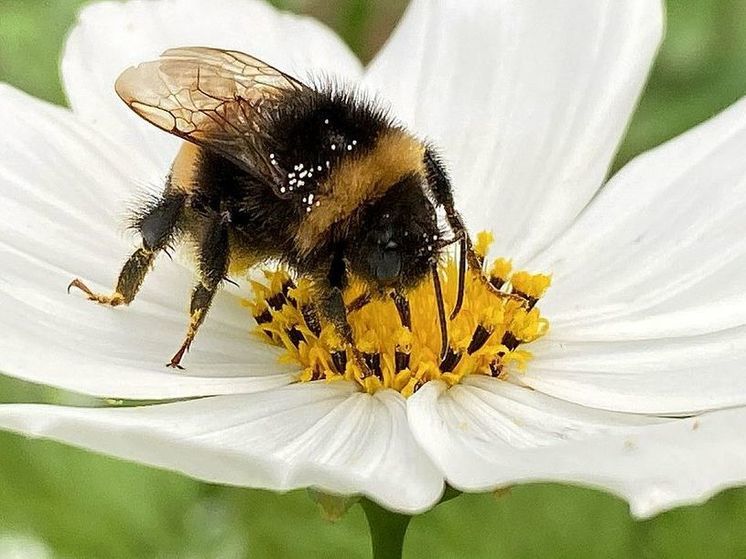 Пчелы насмерть закусали коммунальщика в украинском Кривом Роге