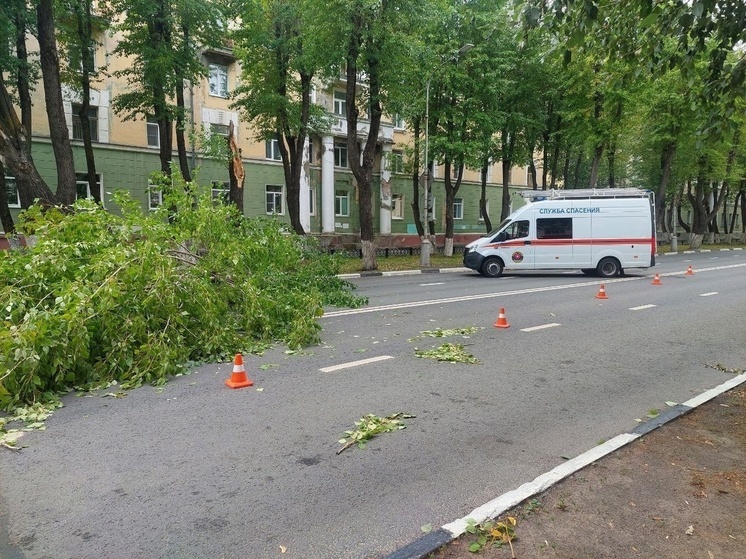 Дерево упало на проезжую часть дороги в Северодвинске из-за сильного ветра