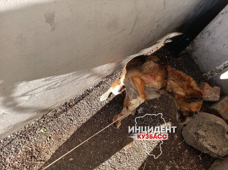 Застрявший между стен в кузбасском городе пес просидел в западне пять дней
