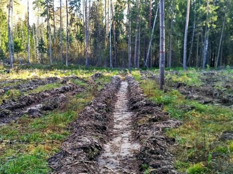 Заготовят в Татарстане осенью 10 тонн семян основных лесных пород