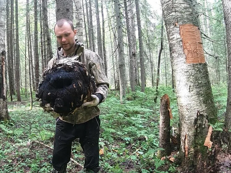 В Гонконге распробовали вятскую чагу