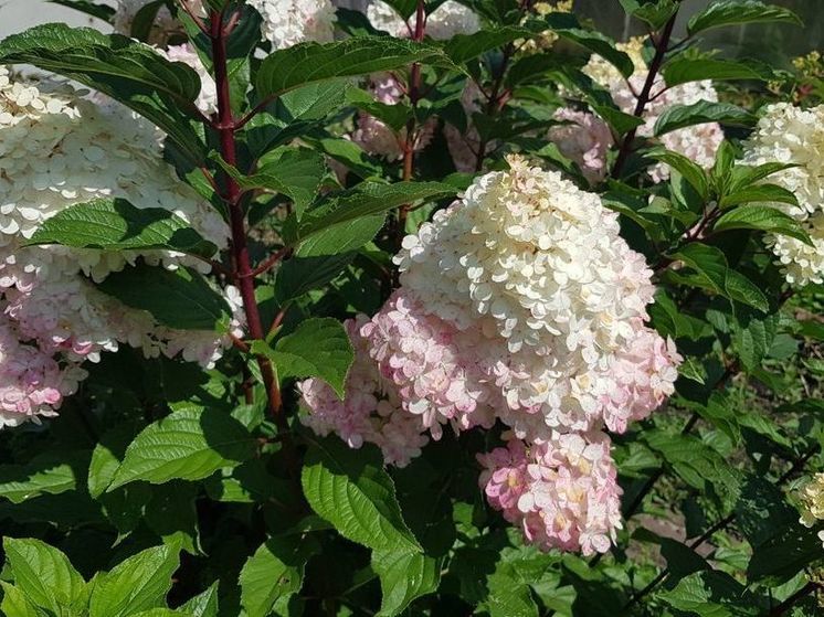 О погоде в последнюю декаду августа рассказали жителям Подмосковья