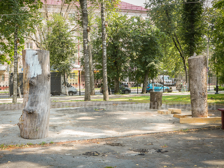 Ясень в брянском парке превратят в музыкальную скульптуру