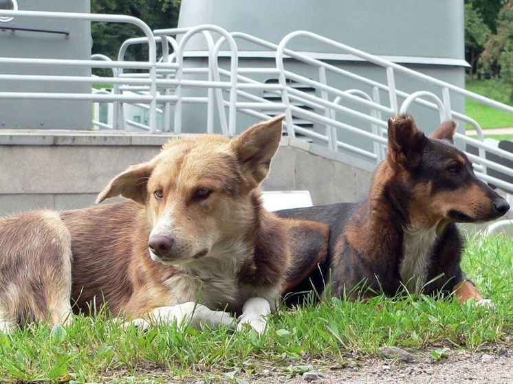Бездомные собаки атакуют машины в Одинцовском округе