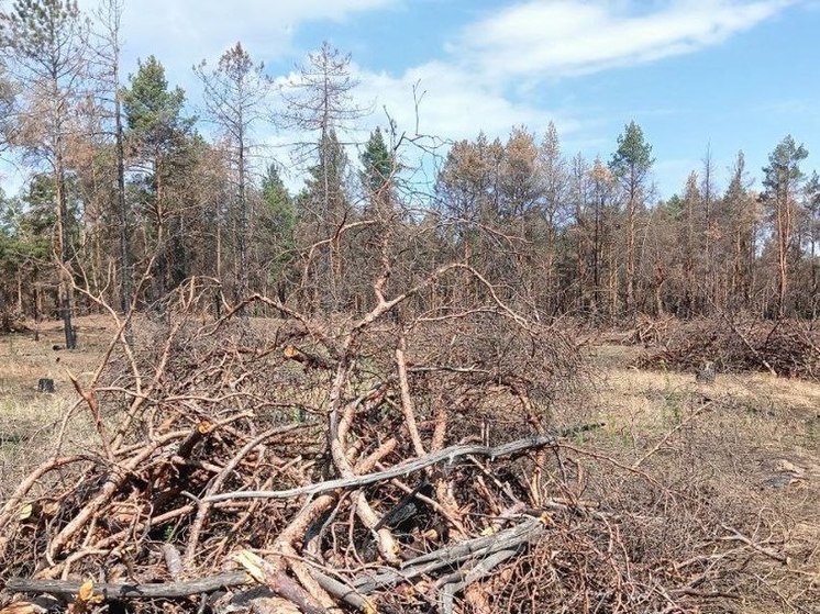 На Херсонщине несколько га леса очистили от мусора и валежника