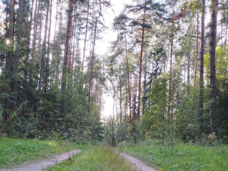 Третий класс пожарной опасности ожидается в регионе в субботу